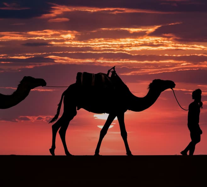 camel desert