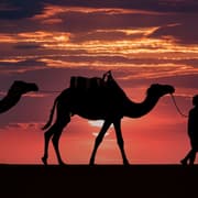 camel desert