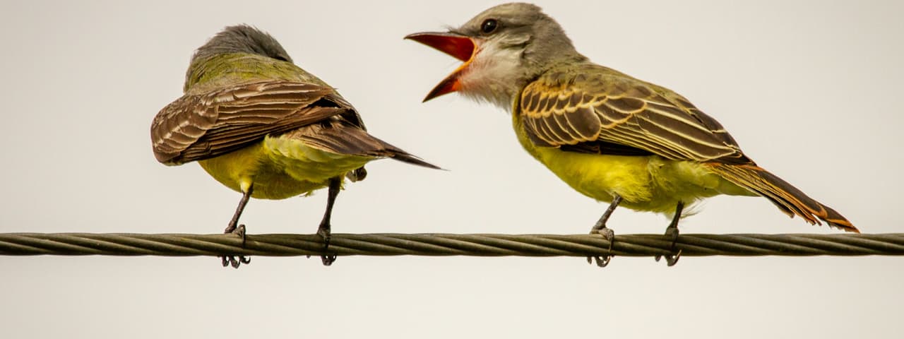 Arguing