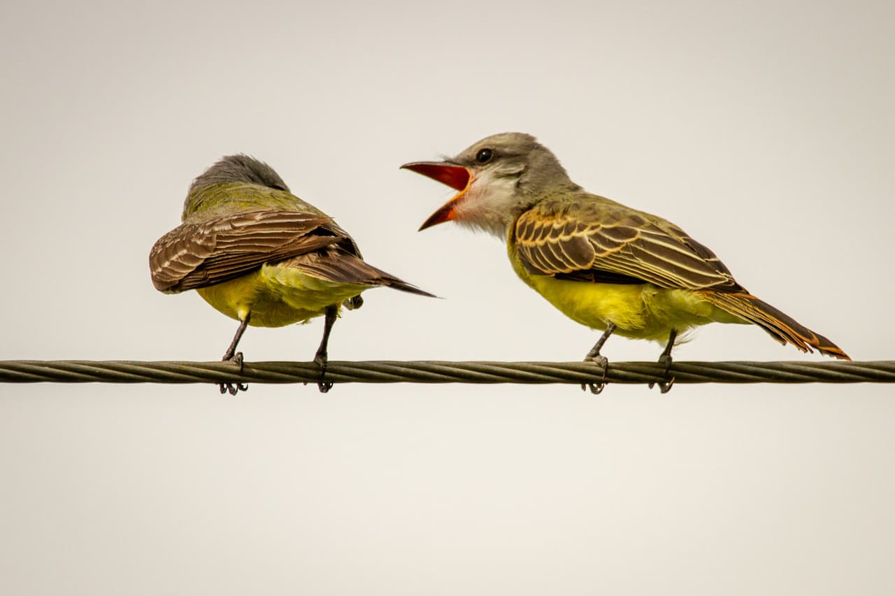 Arguing
