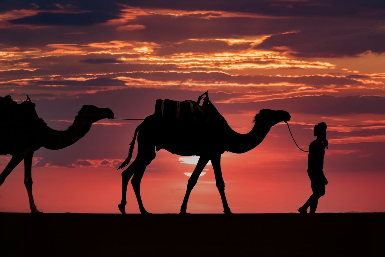 camel desert